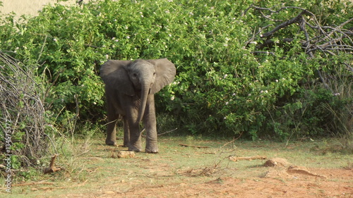 Baby Elefant