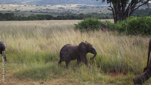 baby elefant
