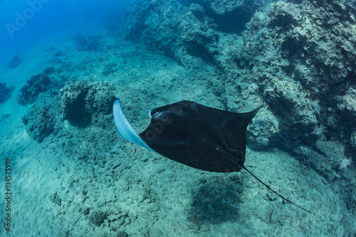 Black mantaray in blue water of Pacific ocean underwater world with reef corals discovered