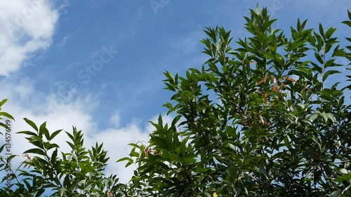 Nice tree top on the bright blue sky and cloud, 4K resolution, Camera slowly pan left to right.
