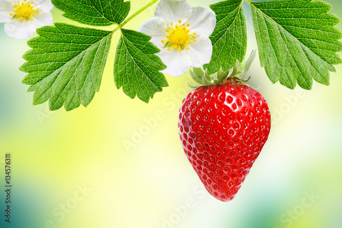 large-fruited strawberry.nature