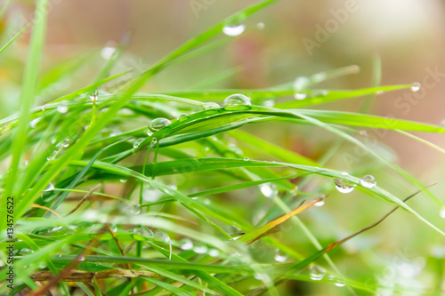 Grass in drops of water