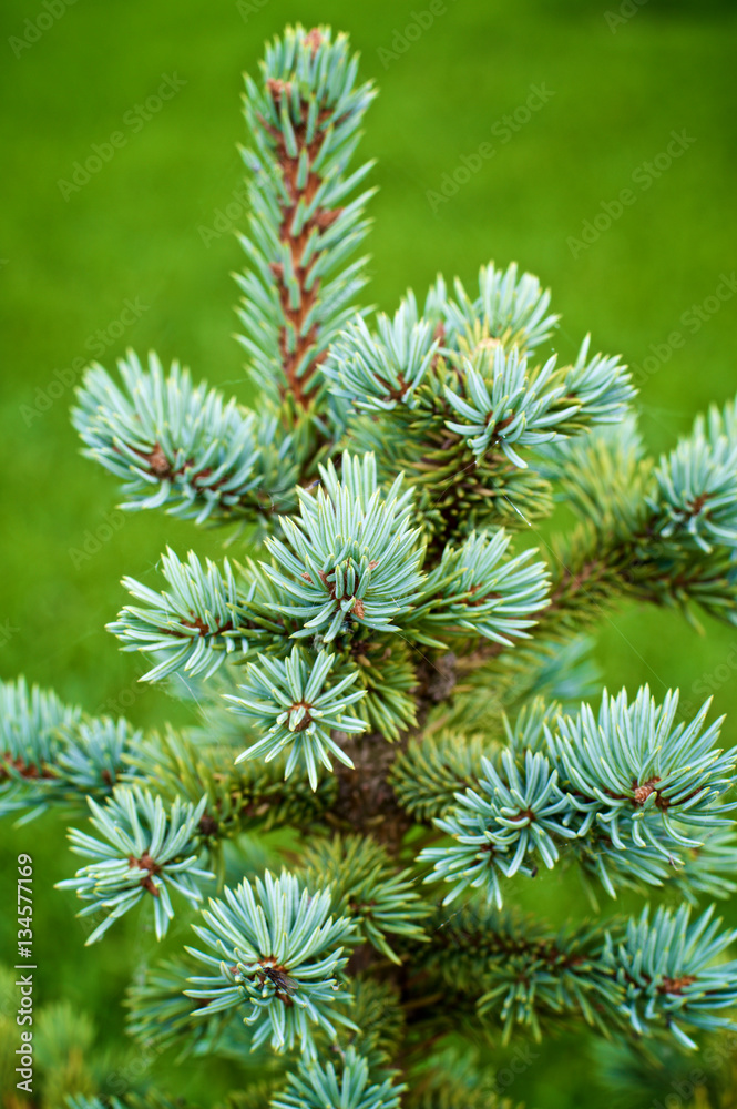 Young Spruce Shoots Young Spruce Shoots