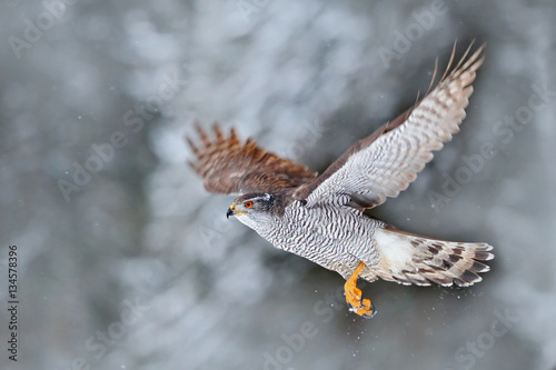 Winter with flying bird in the forest. Bird of prey Northern Goshawk landing on spruce tree during winter with snow. Wildlife scene from nature. Goshawk in fly. photo