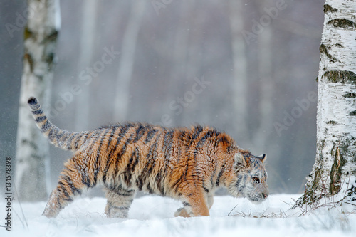 Siberian tiger in snow.