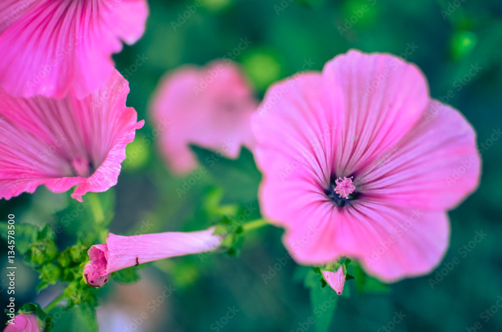 Big beautiful pink flowers ofLavatera closeup Big beautiful pink flowers ofLavatera closeup