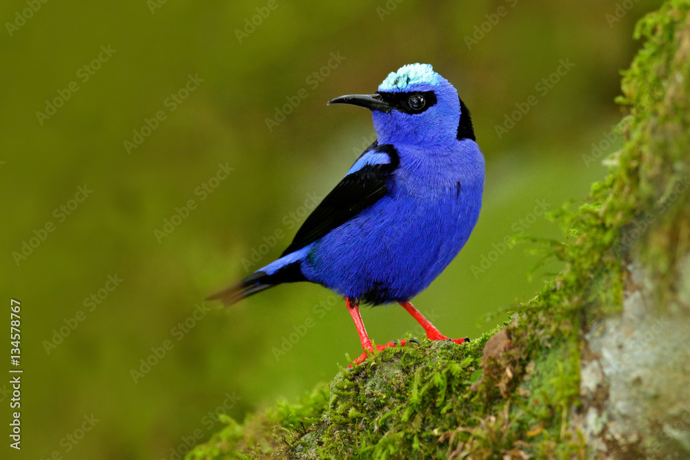 Shining Honeycreeper, Cyanerpes lucidus, exotic tropic blue bird with yellow leg from Costa Rica. Blue songbird in the nature habitat. Tanager from South America.