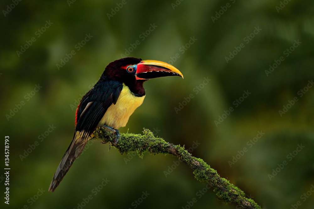 Fototapeta premium Green Aracari, Pteroglossus viridis, yellow and black small touc