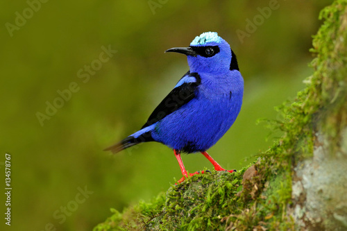 Fotomurale Shining Honeycreeper, Cyanerpes lucidus, exotic tropic blue bird with yellow leg from Costa Rica