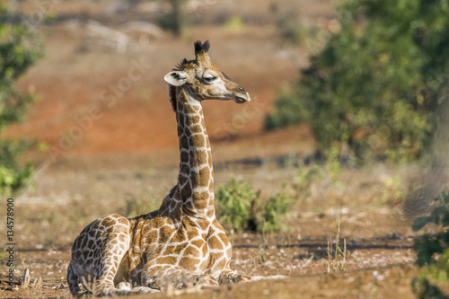 Giraffe in Kruger National park  South Africa