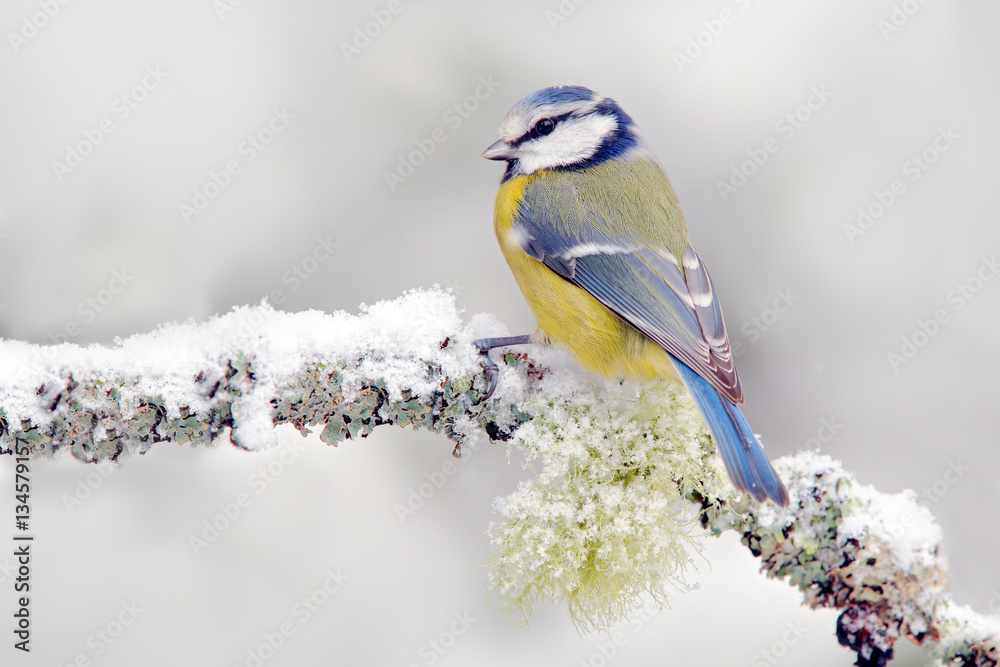 Fototapeta premium Śnieżna zima z ślicznym ptakiem. Ptak Modraszka w lesie, płatku śniegu i ładnej gałęzi porostów. Pierwszy śnieg ze zwierzęciem. Opady śniegu pasują do pięknego małego żółtego i niebieskiego ptaka. Scena dzikiej przyrody z śnieżnej przyrody.