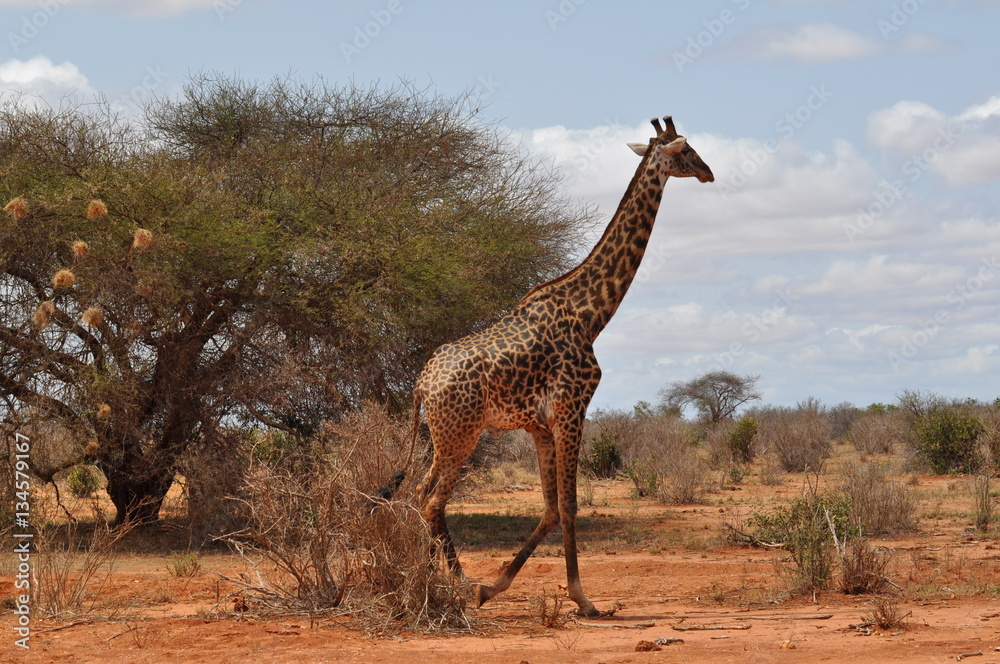 Obraz premium giraffa