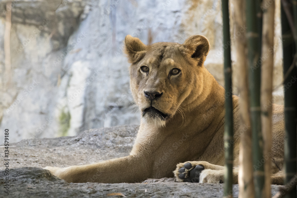 Image of a female lion on nature background. Wild Animals. Image of a female lion on nature background. Wild Animals.