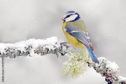 Snow winter with cute songbird. Bird Blue Tit in forest, snowflake and nice lichen branch. First snow with animal. Snowfall fit beautiful little yellow and blue bird. Wildlife scene from snowy nature.