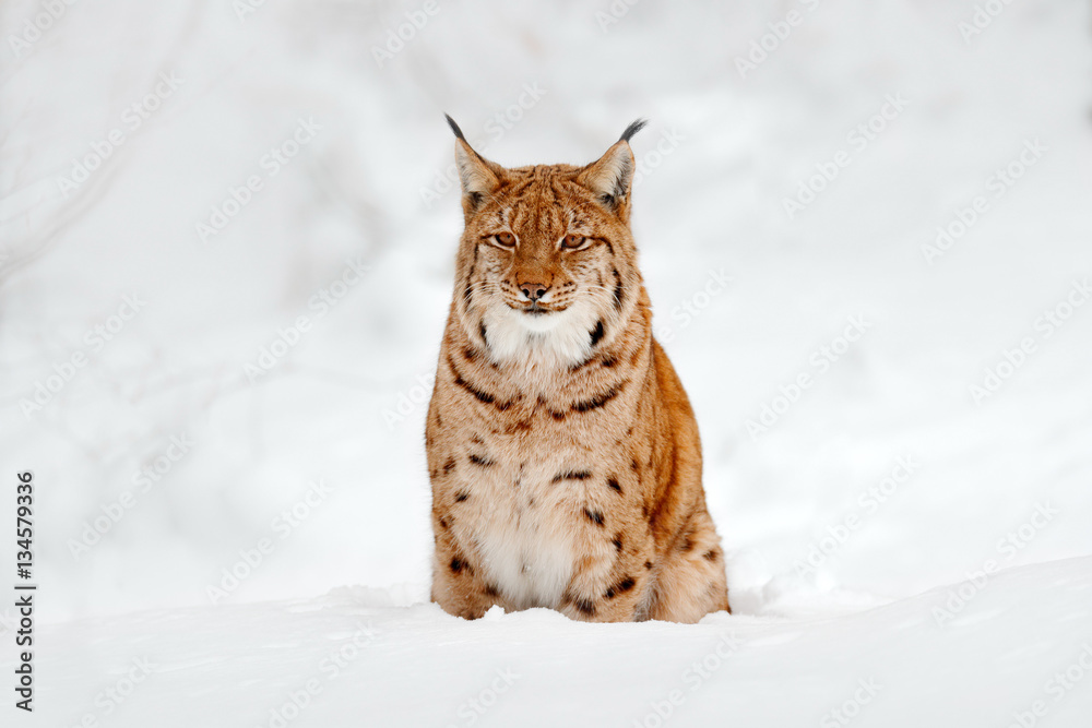 Lynx in snow. Portrait of Eurasian Lynx in winter. Wildlife scene from Czech nature. Snowy lynx in nature habitat. Detail close-up portrait of lynx. Cold nature with animal. White nature with lynx. Lynx in snow. Portrait of Eurasian Lynx in winter. Wildlife scene from Czech nature. Snowy lynx in nature habitat. Detail close-up portrait of lynx. Cold nature with animal. White nature with lynx.