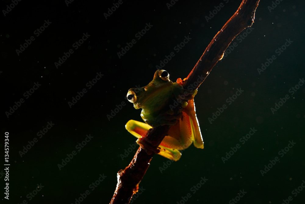 Obraz premium Beautiful frog in the night. Olive Tree Frog, Scinax elaeochroa, from Costa Rica forest. Tropic jungle with animal. Frog sighting on the branch, with back light.