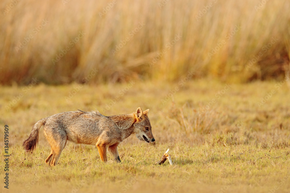 Golden Jackal, Canis aureus. Jackal with evening sun and animal bone, Sri Lanka, Asia. Beautiful wildlife scene from nature habitat with nice nice sun light. Jackal in grass. Wildlife of Sri Lanka Golden Jackal, Canis aureus. Jackal with evening sun and animal bone, Sri Lanka, Asia. Beautiful wildlife scene from nature habitat with nice nice sun light. Jackal in grass. Wildlife of Sri Lanka