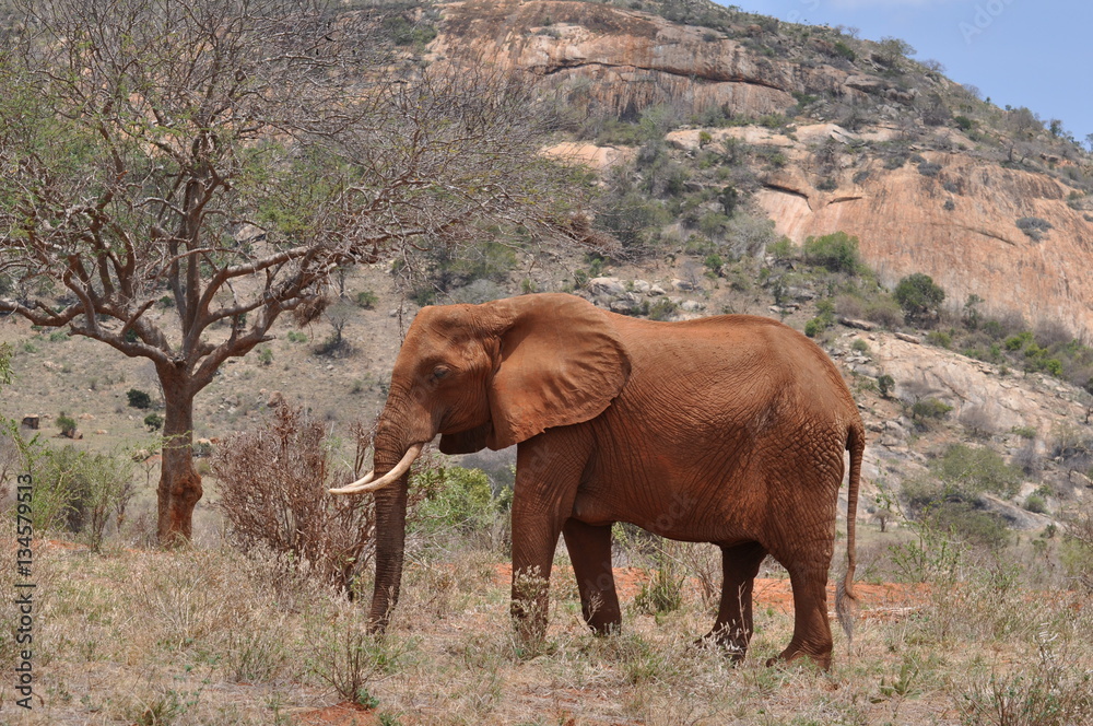 Fototapeta premium elefante