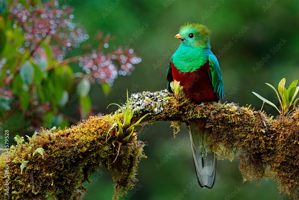 Naklejka premium Piękny ptak w naturalnym środowisku tropikalnym. Resplendent Quetzal, Pharomachrus mocinno, Savegre w Kostaryce, z zielonym tłem lasu. Wspaniały święty zielony i czerwony ptak. Obserwowanie ptaków w dżungli.
