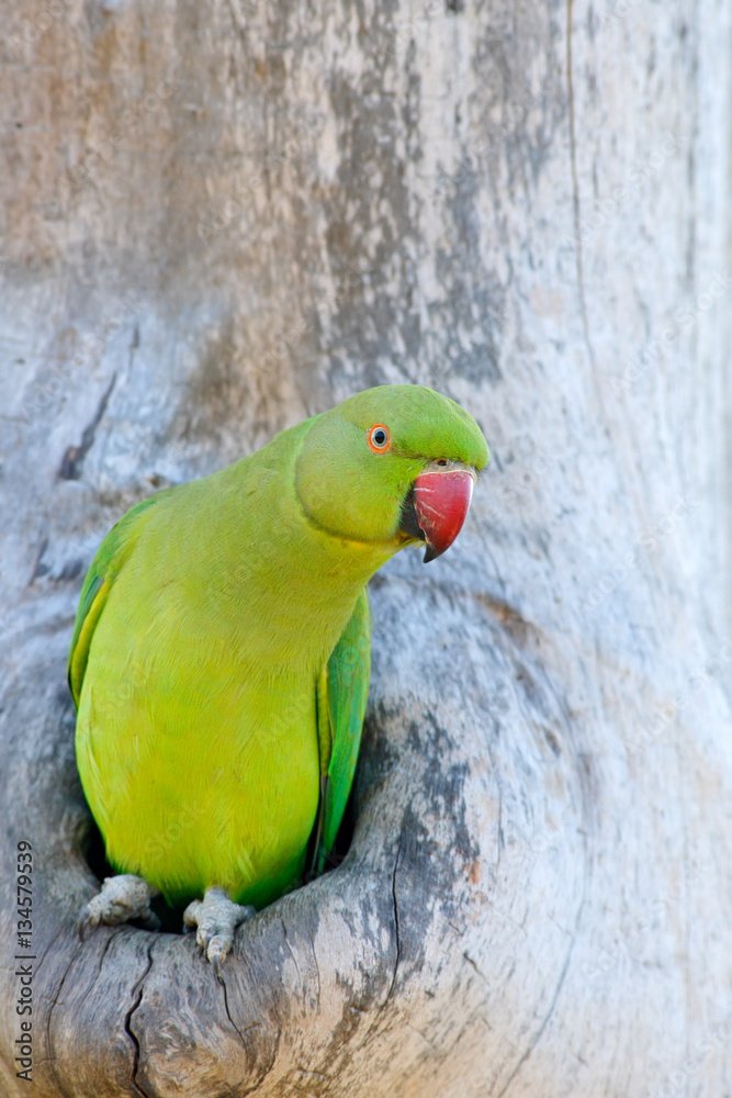 Rose Ringed Parakeet at her nest – Jyothish Nelson
