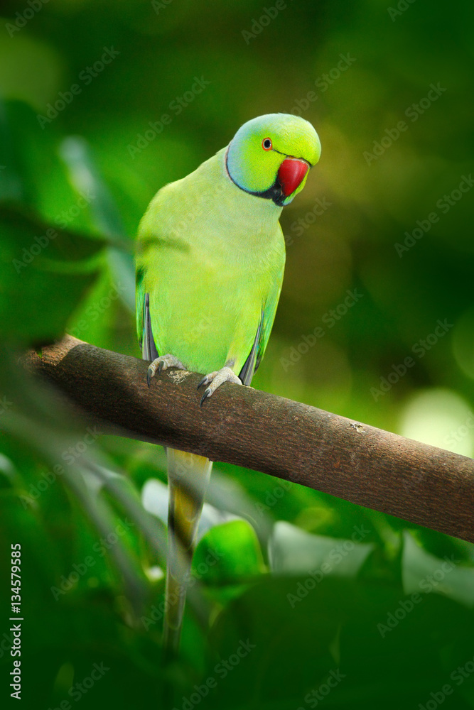 Obraz premium Green bird in the green vegetation. Parrot sitting on tree trunk with nest hole. Rose-ringed Parakeet, Psittacula krameri, beautiful parrot in the nature green forest habitat, Sri Lanka, Asia.