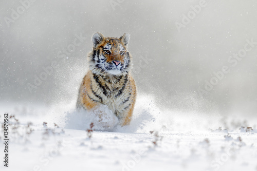 Amur tiger running in the snow. Tiger in wild winter nature. Action wildlife scene with danger animal. Cold winter in tajga, Russia. Snowflake with beautiful background. Siberian tiger in snow fall.