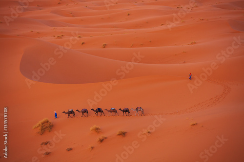 Camel caravan in the Sahara
 photo