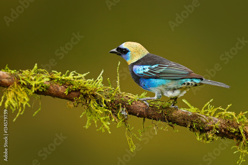 Golden-hooded Tanager, Tangara larvata, exotic tropic blue bird with gold head from Costa Rica. Tanager sitting on the branch. Green moss stick in the forest with bird. Wildlife scene from nature. © ondrejprosicky