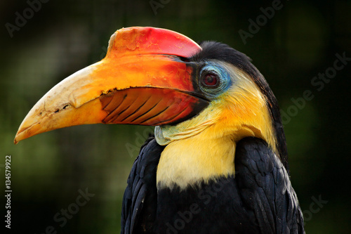 Wrinkled Hornbill, Aceros corrugantus, detail portrait of beautiful forest bird from Thailand Malaysia. Big bill bird with yellow head. Hornbill in the nature habitat. Wildlife tour in Asia. photo