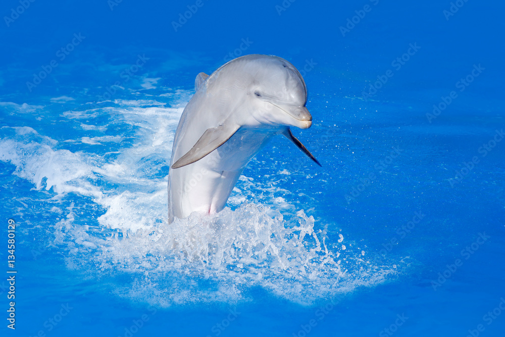 Fototapeta premium Bottlenosed dolphin, Tursiops truncatus, in the blue water. Wildlife action scene from ocean nature. Dolphin jump in the sea. Funny animal image in ocean. Marine life. Ocean wave with animal.