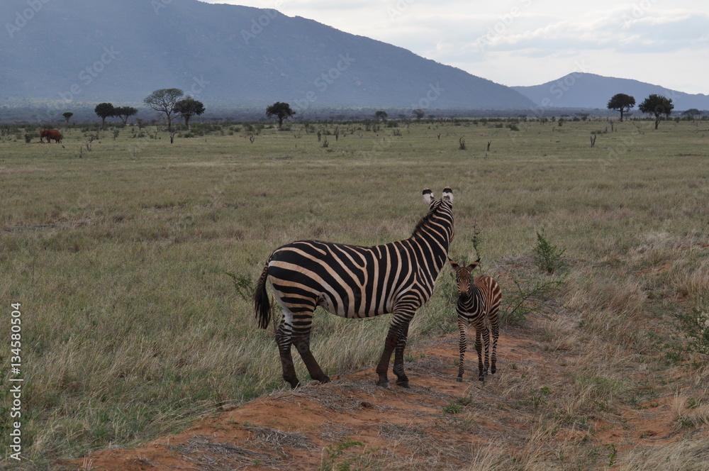 Naklejka premium zebra con cucciolo