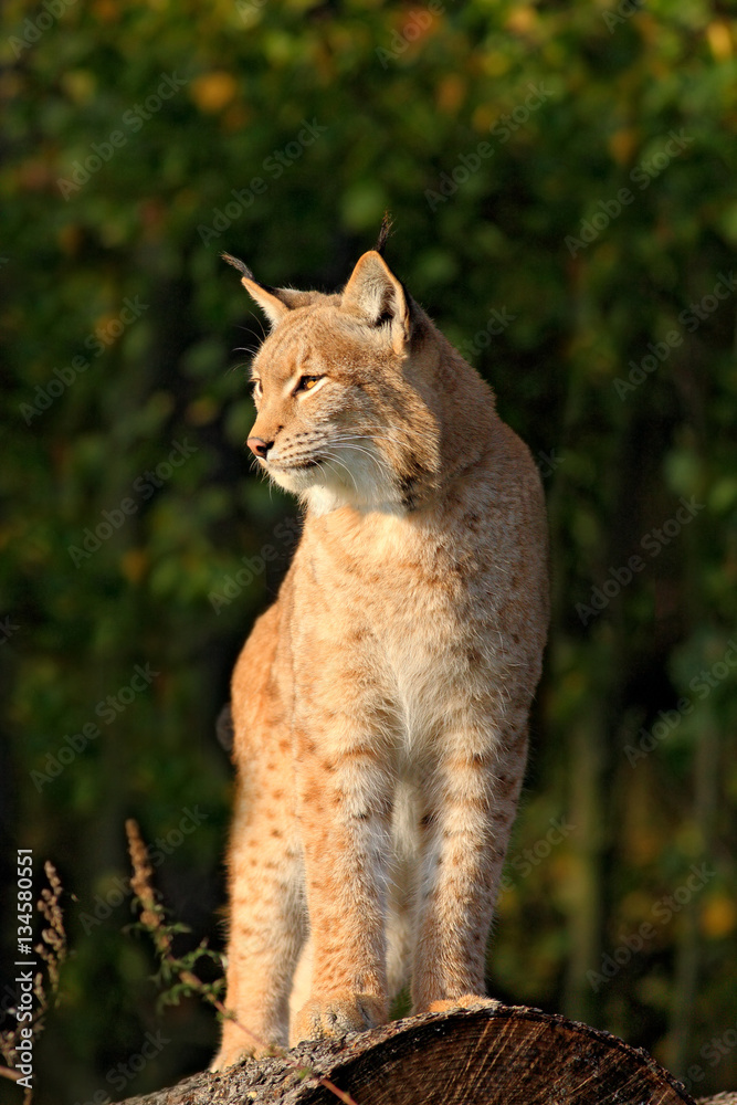 Naklejka premium Lynx on the tree trunk. Sitting wild cat Eurasian Lynx in orange autumn leaves, forest in background. Wildlife scene in Europe. Wild cat from Sweden. Lynx hidden in the forest.