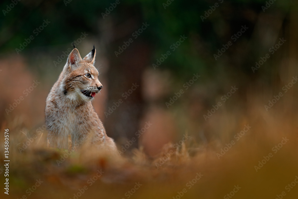 Sitting wild cat Eurasian Lynx in orange autumn leaves, forest in background. Wildlife scene in Europe. Wild cat from Sweden. Lynx hidden in the forest. Sitting wild cat Eurasian Lynx in orange autumn leaves, forest in background. Wildlife scene in Europe. Wild cat from Sweden. Lynx hidden in the forest.