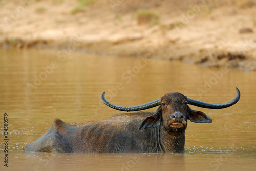 Asian water buffalo  Bubalus bubalis  in brown water pond. Wildlife scene  summer day with river. Big animal in the nature habitat. Bull swimming in the lake. Water buffalo in Yala  Sri Lanka