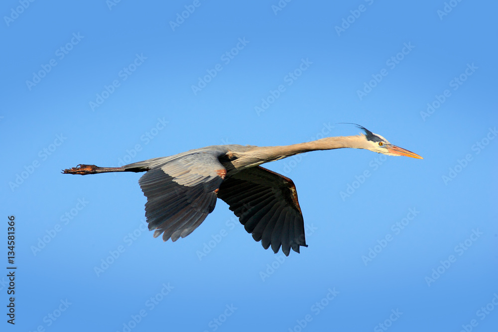 Obraz premium Water bird in flight. Flying heron in the green forest habitat. Action scene from nature. Bird on the blue sky. Great Blue Heron, Ardea herodias, in fly. Wildlife in Florida, USA.