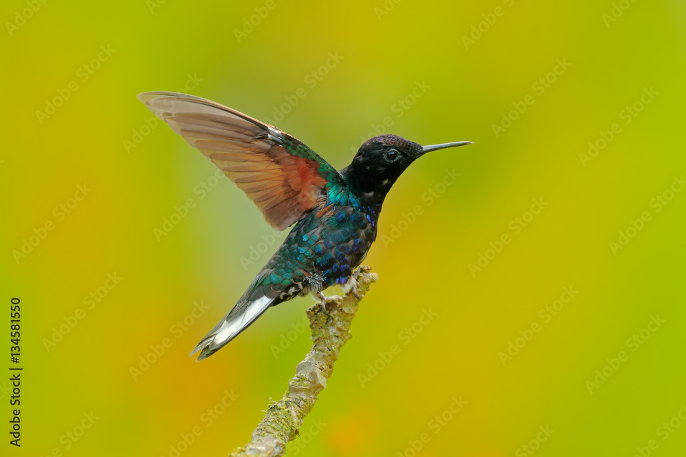 Fototapeta premium Beautiful glossy and glittering bird in the nature habitat, Ecuador. Velvet-purple Coronet, Boissonneaua jardini, dark blue and black hummingbird sitting on green lichen branch in the tropical forest.