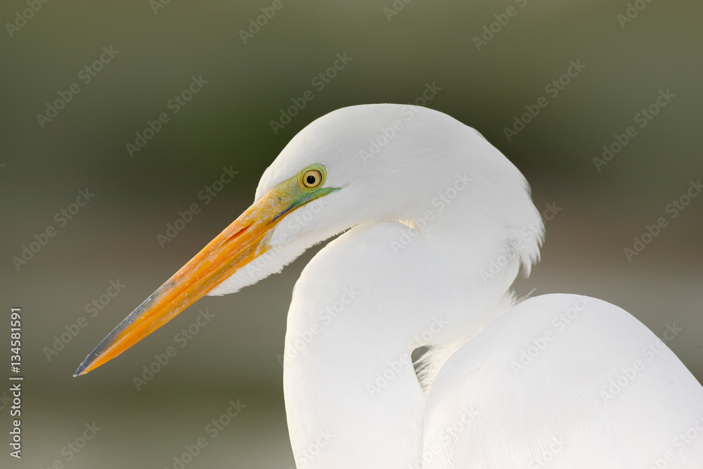 Portrait of heron. Detail portrait of water bird. White heron, Great Egret, Egretta alba, standing in the water in the march. Beach in Florida, USA. Water bird with orange bill in the nature habitat. Portrait of heron. Detail portrait of water bird. White heron, Great Egret, Egretta alba, standing in the water in the march. Beach in Florida, USA. Water bird with orange bill in the nature habitat.