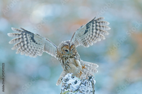 Fly winter scene with owl. Flying owl in the snow forest. Owl in fly. Action scene with owl. Flying Eurasian Tawny Owl, Strix aluco, with nice snowy blurred forest in background. Rare owl from Sweden
