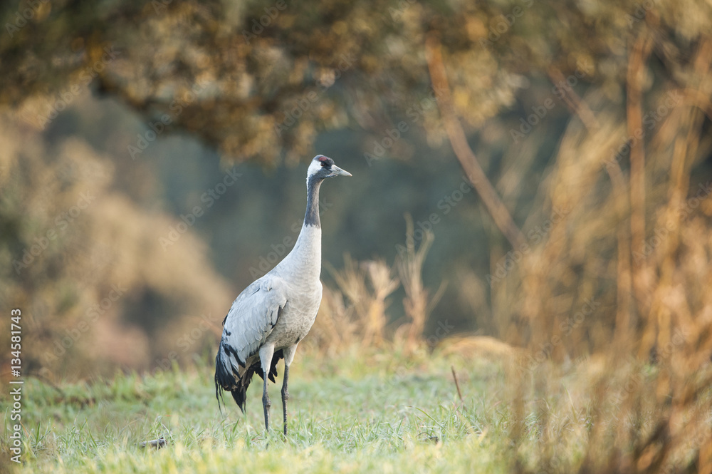 Grulla común en la dehesa, Extremadura