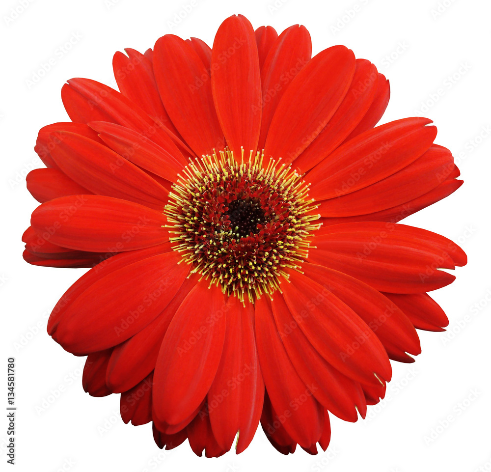 red gerbera flower, white isolated background with clipping path.   Closeup.  no shadows.  For design.  Nature.