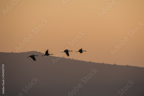 Grullas volando al atardecer 