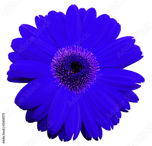 blue gerbera flower, white isolated background with clipping path. Closeup. no shadows. For design. Nature.