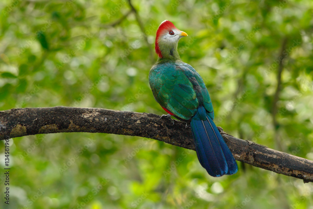 Red-Crested Turaco, Tauraco erythrolophus, rare coloured green bird with red head, in nature habitat. Turaco sitting on the branch, Angola, Africa. Birdwatching in Angola. Wildlife scene from nature.