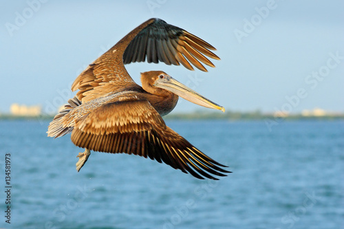 Action acrobatic scene with pelican. Pelican flying on thy evening blue sky. Brown Pelican splashing in water, bird in nature habitat, Florida, USA. Wildlife scene from ocean. Brown pelican in fly.