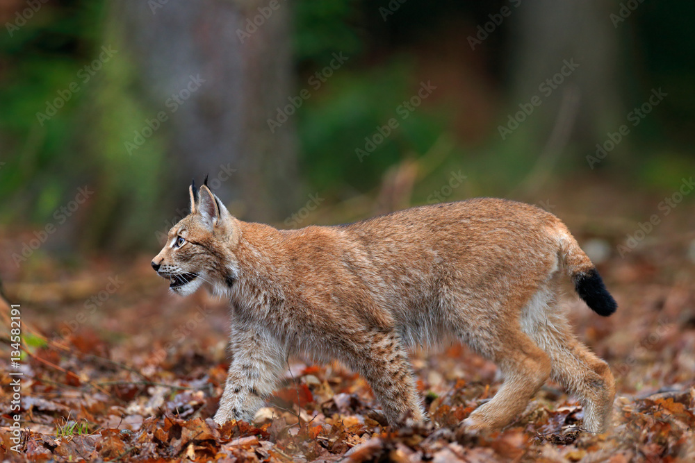Fototapeta premium Walking wild cat Eurasian Lynx in orange autumn leaves, forest in background
