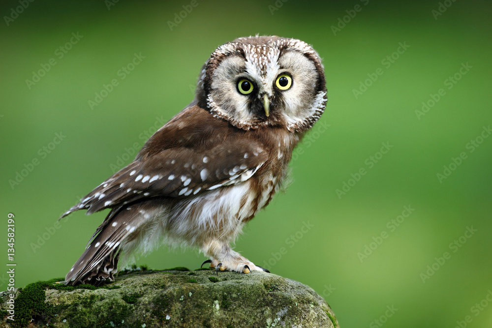 Fototapeta premium Small bird Boreal owl, Aegolius funereus, sitting on larch stone with clear green forest background