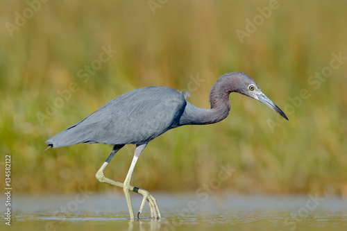 Little Blue Heron, Egretta caerulea, in the water, Mexico. Bird in the beautiful green river water. Wildlife from tropic forest. Bird in the water with first morning sun light. Heron with water grass.