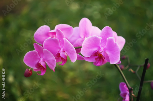 Purple orchid flower