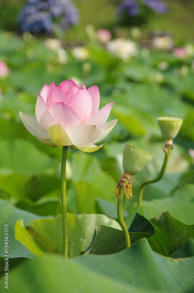 ハスの花