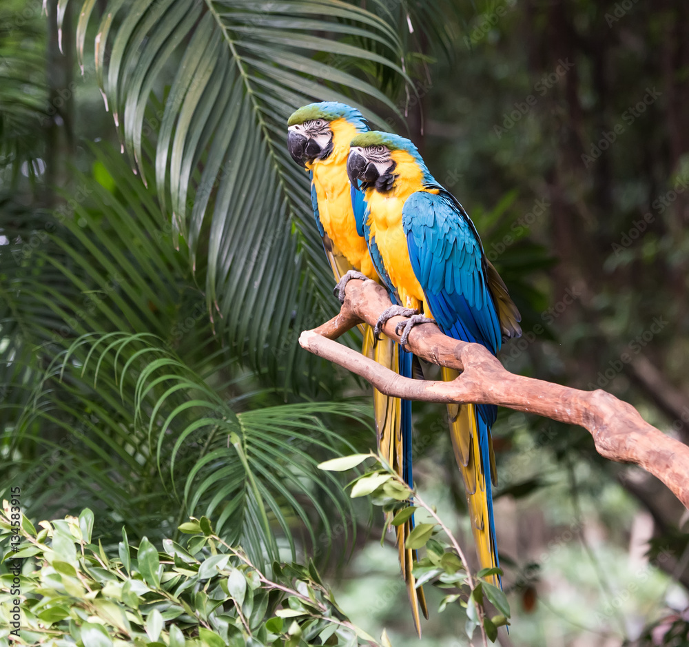 Obraz premium Colourful parrots bird sitting on the perch.